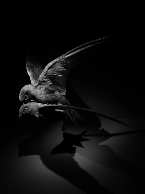 Michaela Bútorová - Ptačí stíny
