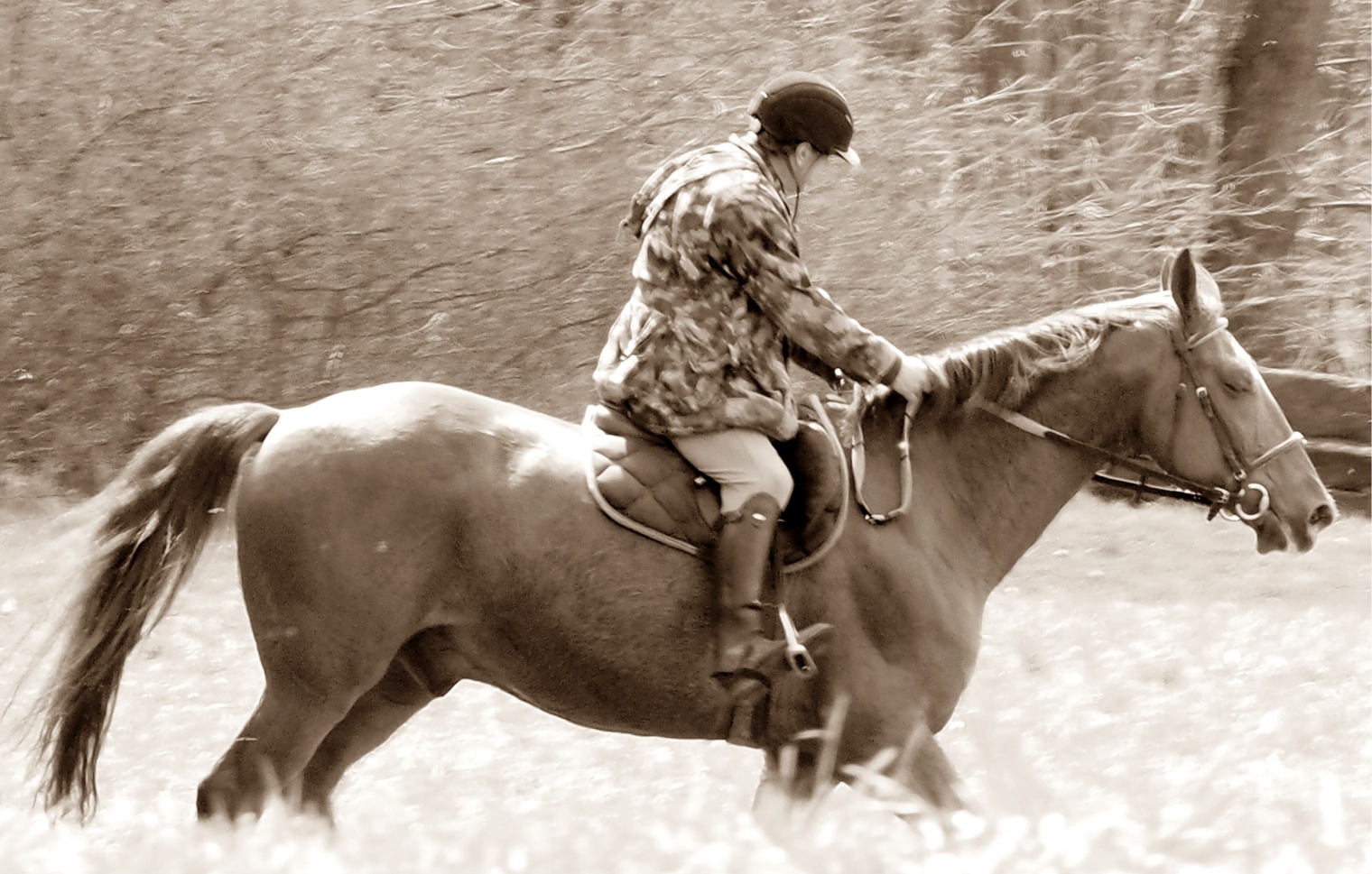 trening a nebo příprava koně