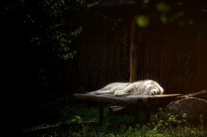 Zvířata - Spiací Kráľ 