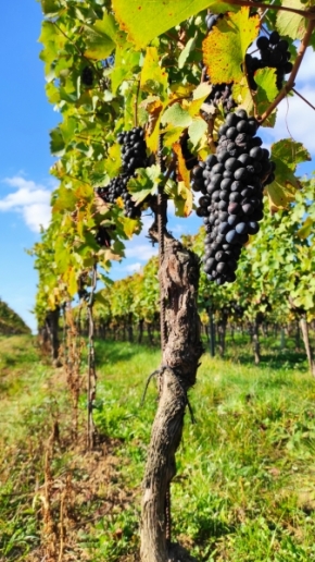 Tereza Orgoňová - Naše milované vinohrady