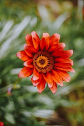 Kateřina Votrubová - květinové slunce