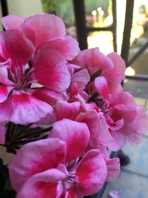 Kateřina Votrubová - růžové květy