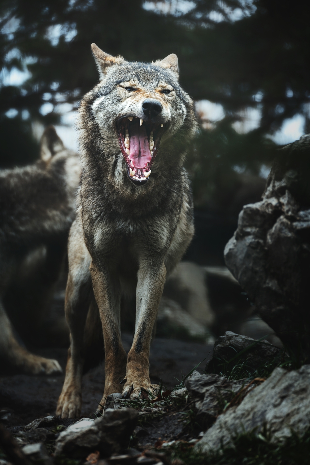Vlk eurasijský ( Canis lupus )