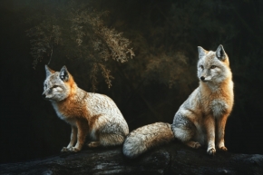 Zvířata - Lišky korsak (Vulpes corsac)