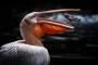 Pelikán bílý (Pelecanus onocrotalus)