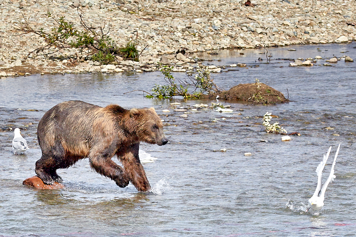 Medvěd na lovu