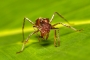 Zdeněk Malý - Paraponera Clavata, Tortuguero Cerro, Costa Rica