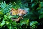 Zdeněk Malý - Leguán zelený, Tortuguero, Costa Rica