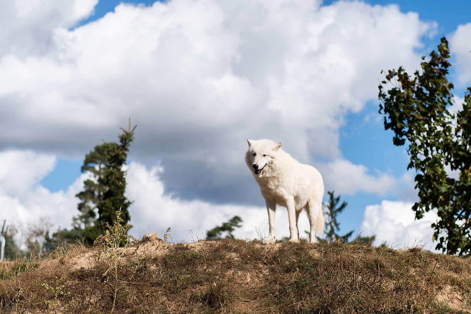 Bílý vlk