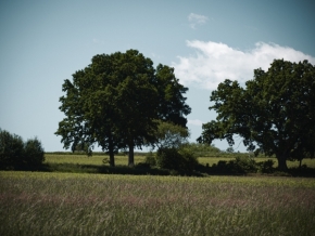 Dominik Pražák - Strom v krajině