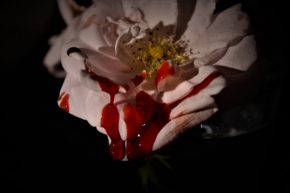 Makropříroda - Bílá rudá růže