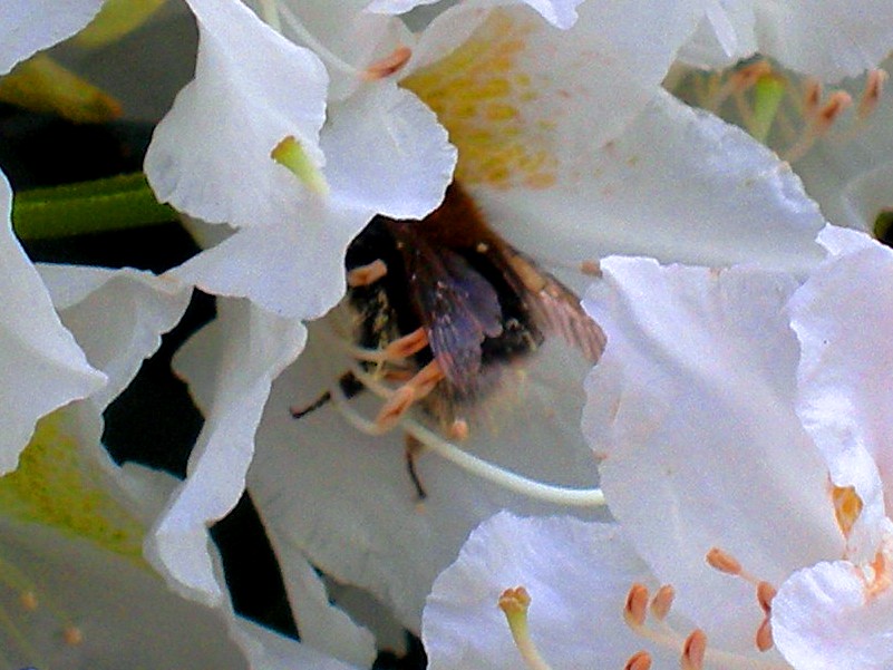 Pracující včela