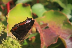 Lisa - Marie Weber - Motýl