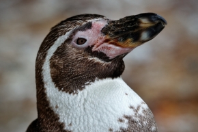 Zvířata - Portrét tučňáka