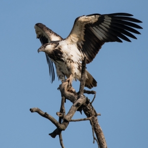 Vladimír Strnad - African fish eagle (Orel jasnohlasý) - dospívající jedinec