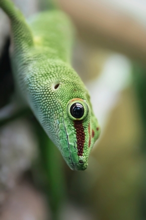 Angelika Tomečková - Madagascar giant day gecko