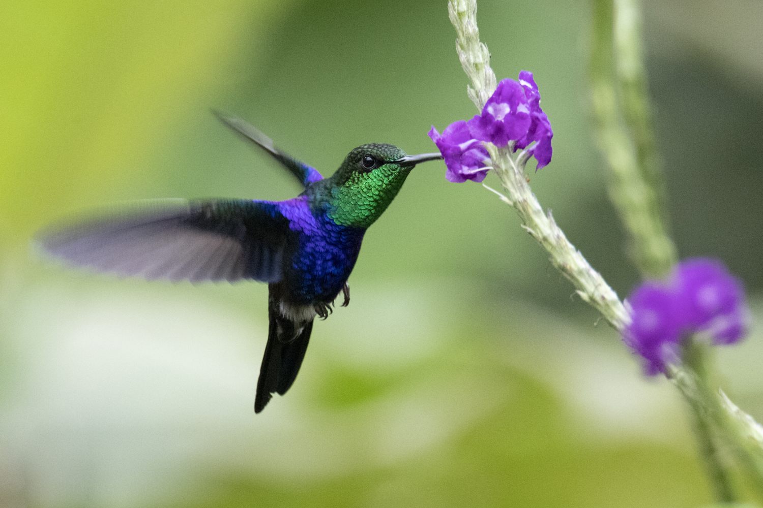 Kolibřík v peruánské džungli