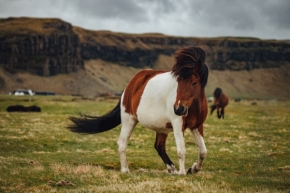 Jana Burýšková - Islandský kůň