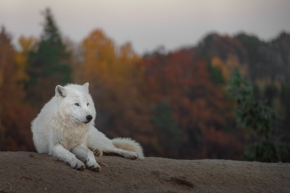 Josef Svoboda - Vlk arktický v podzimní krajině