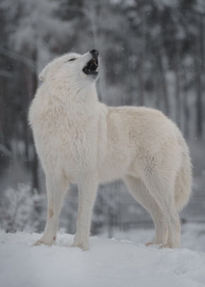 Josef Svoboda - Vlk arktický v zimě