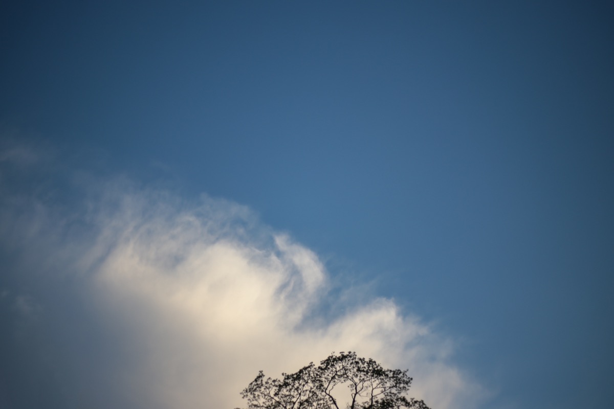 Bílý závoj temene stromu