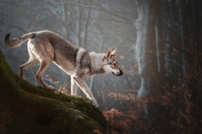 Dorota Hnatová - Ako vlk