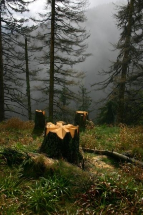 Příroda v detailu - Krása v lese