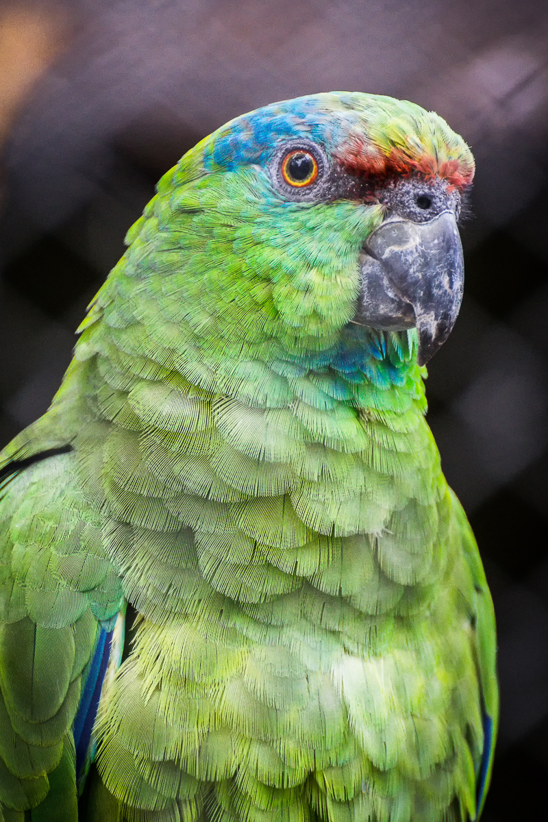 Papouščí portrét