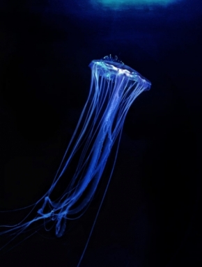 Makropříroda - medúza