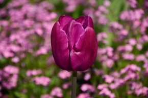 Makropříroda - Tulipán 
