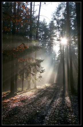 Světlo, stín a barva - V lesních samotách