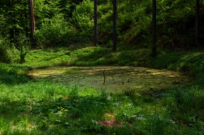 Eva Veselá - V hloubi lesa