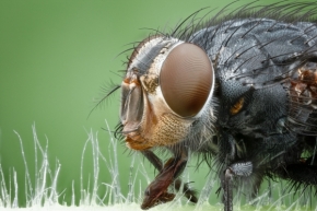 Makropříroda - Jedna portrétovka :-) prostě moucha