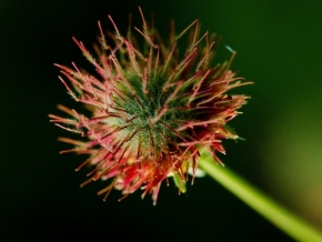 Vašek Zbořil - Acaena microphylla 