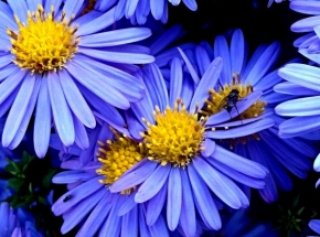 Dana Klimešová - modrý podzim