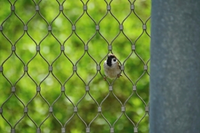 Fotograf roku v přírodě 2022 - Vrabec v plotě