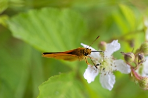 Lenka Böhmová - Motýl