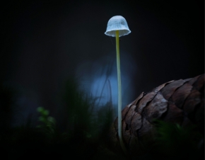 Makropříroda - Lesní lampa