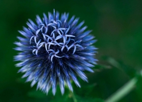 Makropříroda - Bělotrn modrý