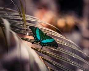 Makropříroda - Papilio blumei