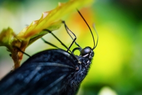 Makropříroda - Papilio protenor