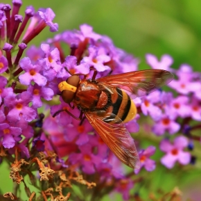 Makropříroda - Sání nektaru