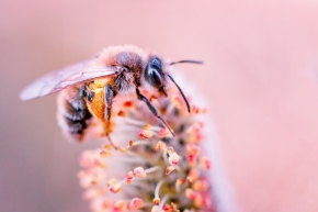 Makropříroda - Včela