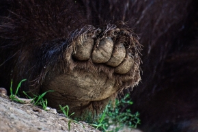 Zvířata - Pravá zadní medvědí