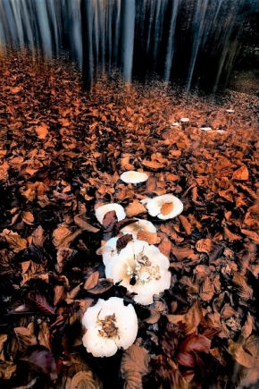 Krajinný detail - Pozdní houby