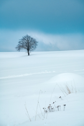 Krajinný detail - Sněhová balada