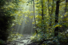 Pavlína Číčelová - Kouzelný les