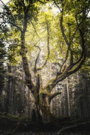 Krajinný detail - Strážce lesa I