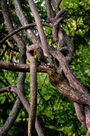 Stromy - Zapletený