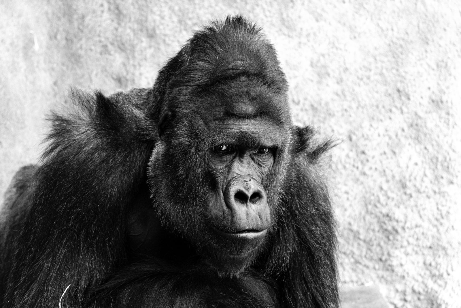 Gorilí pohled